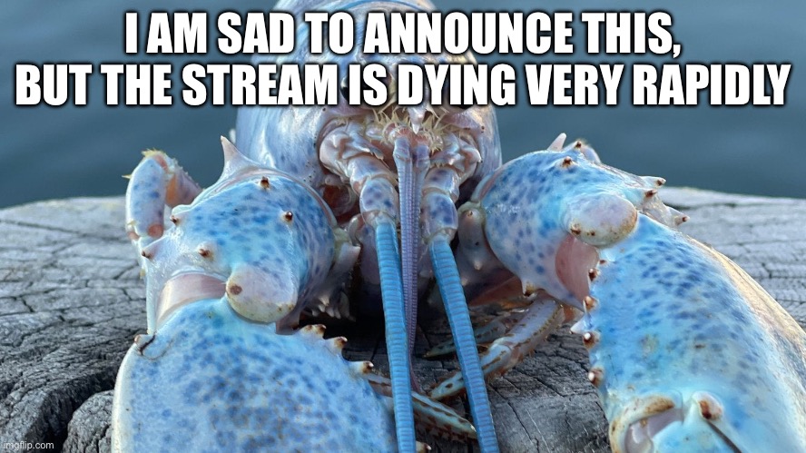 Blue Lobster | I AM SAD TO ANNOUNCE THIS, BUT THE STREAM IS DYING VERY RAPIDLY | image tagged in blue lobster | made w/ Imgflip meme maker