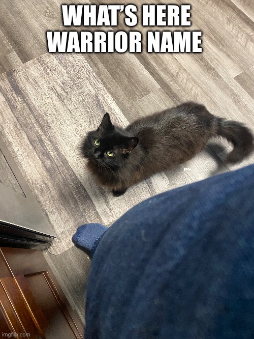 Let’s give her a backstory too for she’s an old cat and has retired to the elders den | WHAT’S HERE WARRIOR NAME | made w/ Imgflip meme maker
