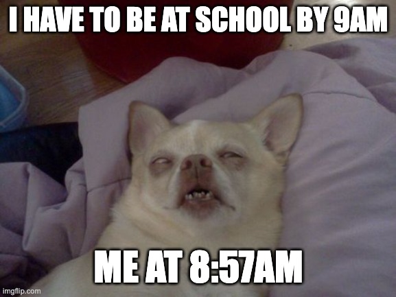 Exhausted | I HAVE TO BE AT SCHOOL BY 9AM; ME AT 8:57AM | image tagged in dog passed out sick | made w/ Imgflip meme maker