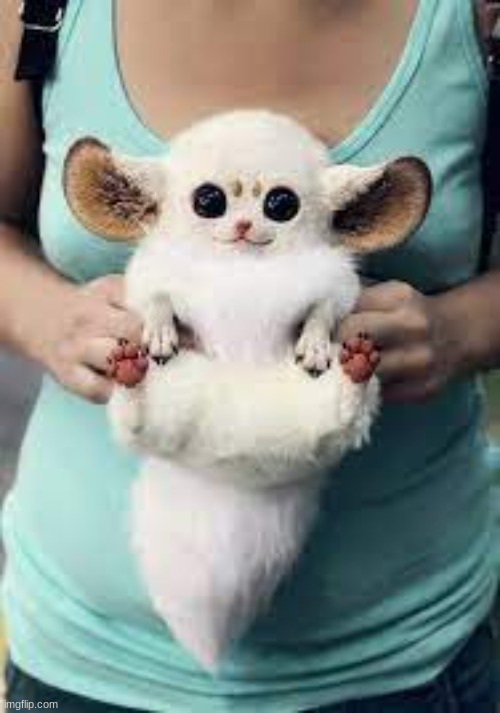 This is an Inari fox. WHO THE FUCK WANTS ONE | made w/ Imgflip meme maker