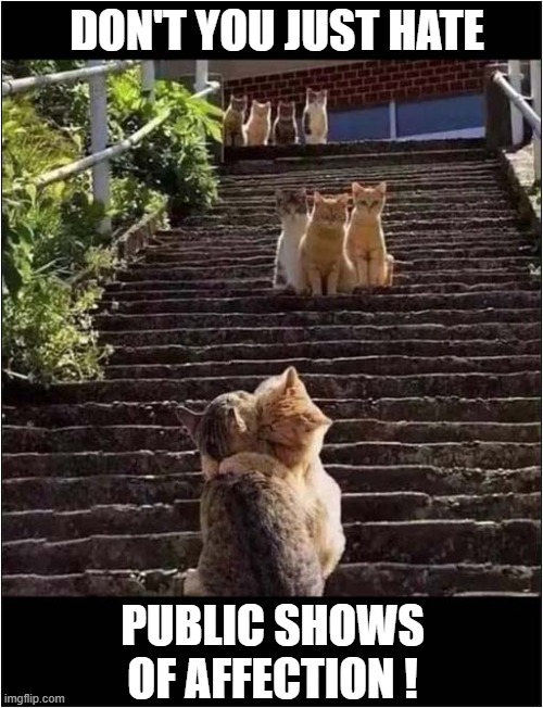 Just Look At That ... | DON'T YOU JUST HATE; PUBLIC SHOWS OF AFFECTION ! | image tagged in cats,kissing,audience | made w/ Imgflip meme maker