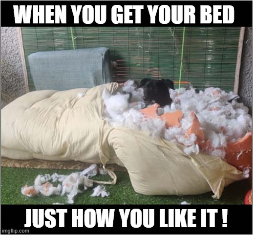 The Perfect Spot ! | WHEN YOU GET YOUR BED; JUST HOW YOU LIKE IT ! | image tagged in dogs,bed,destruction | made w/ Imgflip meme maker