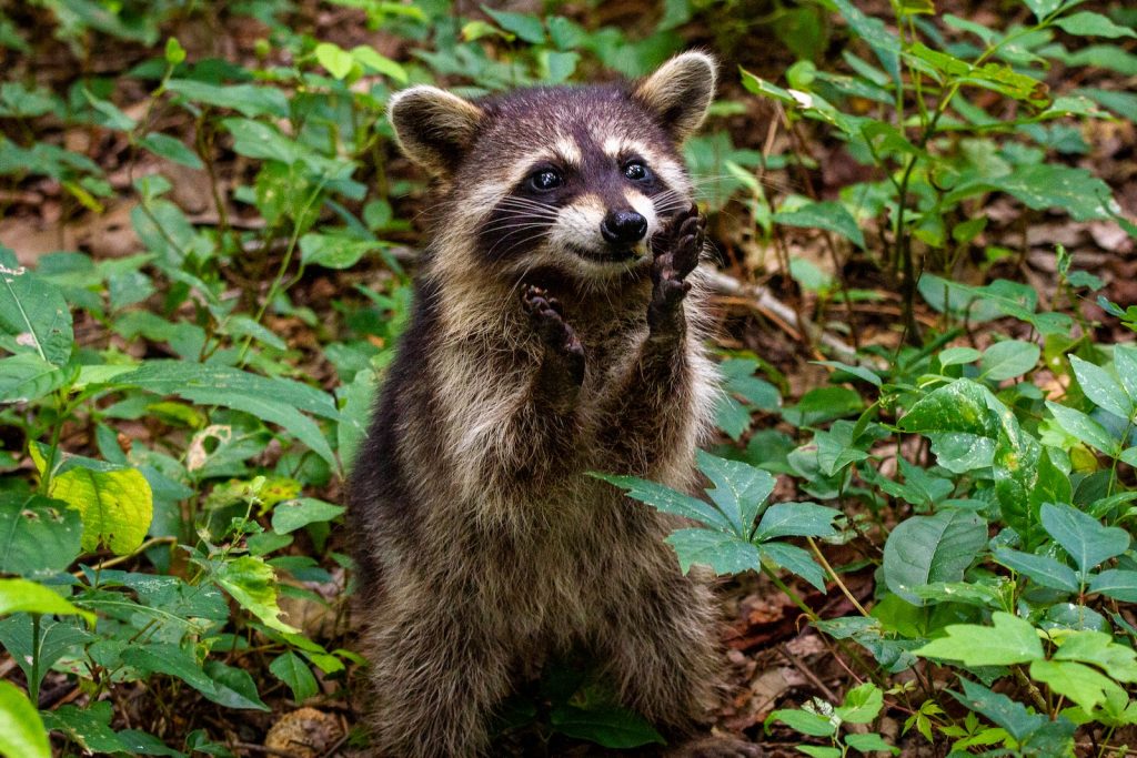 High Quality Happy Raccoon Blank Meme Template