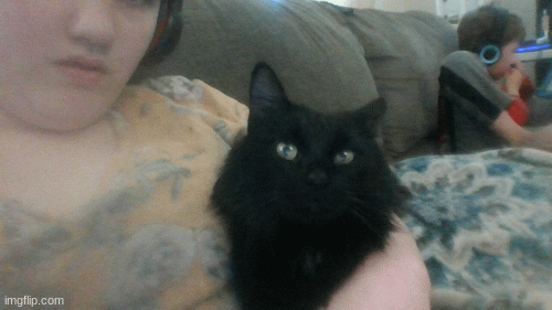this is my cat his name is Thackery Binx like the move hoces poces | image tagged in gifs | made w/ Imgflip images-to-gif maker