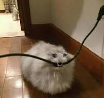 Sad cat eating cord Blank Meme Template