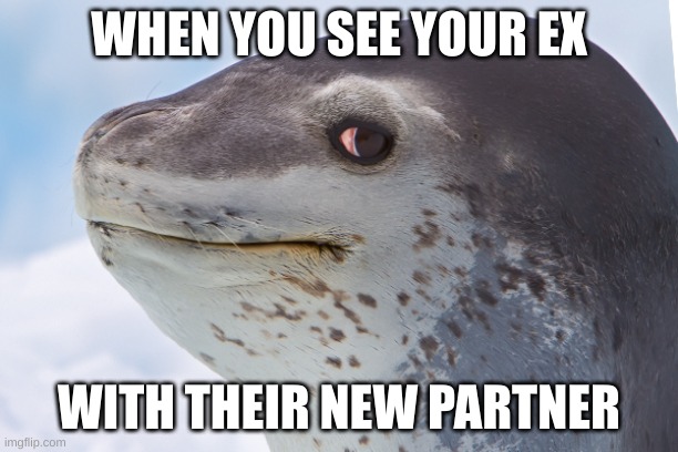 and they look worse than you, major downgrade I'll say | WHEN YOU SEE YOUR EX; WITH THEIR NEW PARTNER | image tagged in side-eye seal,memes,relatable | made w/ Imgflip meme maker