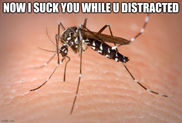 mosquito  | NOW I SUCK YOU WHILE U DISTRACTED | image tagged in mosquito | made w/ Imgflip meme maker