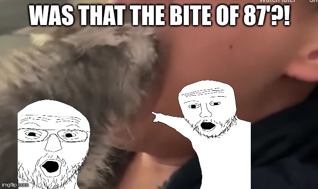 Bite of 87' cat | WAS THAT THE BITE OF 87'?! | image tagged in bite of 87' cat | made w/ Imgflip meme maker