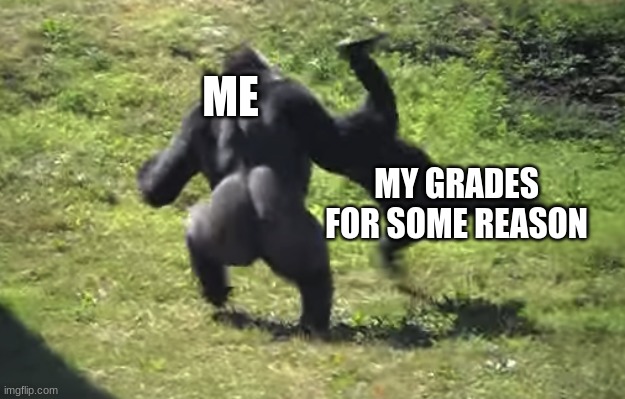 gorilla throwing another gorilla | ME; MY GRADES FOR SOME REASON | image tagged in gorilla throwing another gorilla | made w/ Imgflip meme maker