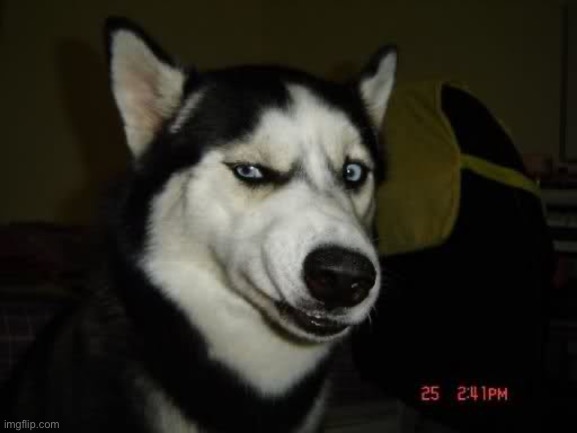WTF Husky  | image tagged in wtf husky | made w/ Imgflip meme maker