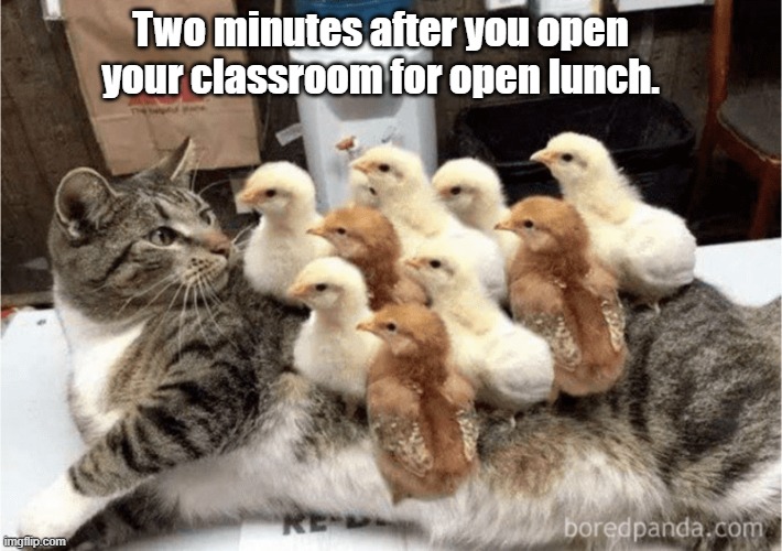 chicks on cat | Two minutes after you open your classroom for open lunch. | image tagged in cats,animals | made w/ Imgflip meme maker