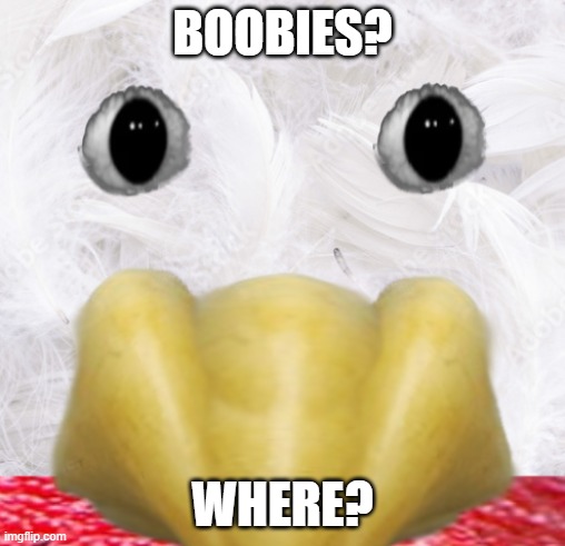 where? | BOOBIES? WHERE? | image tagged in where | made w/ Imgflip meme maker
