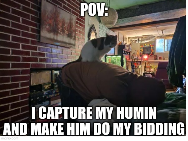 POV | POV:; I CAPTURE MY HUMIN AND MAKE HIM DO MY BIDDING | image tagged in cat | made w/ Imgflip meme maker