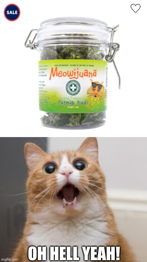 ISN'T CATNIP MORE LIKE COCAINE? | OH HELL YEAH! | image tagged in scared cat,cats,funny cats | made w/ Imgflip meme maker