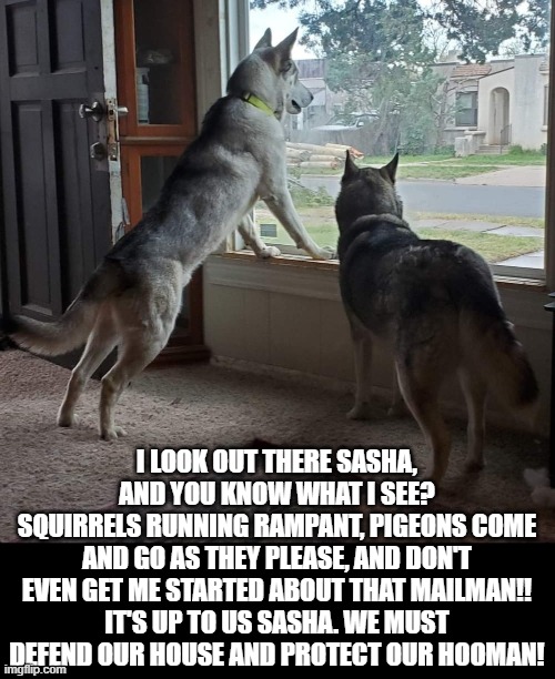 Husky protection | I LOOK OUT THERE SASHA, AND YOU KNOW WHAT I SEE?
SQUIRRELS RUNNING RAMPANT, PIGEONS COME AND GO AS THEY PLEASE, AND DON'T EVEN GET ME STARTED ABOUT THAT MAILMAN!!
IT'S UP TO US SASHA. WE MUST DEFEND OUR HOUSE AND PROTECT OUR HOOMAN! | image tagged in husky,funnydog,dogsecurity,neighborhoodwatch,funnyhusky | made w/ Imgflip meme maker