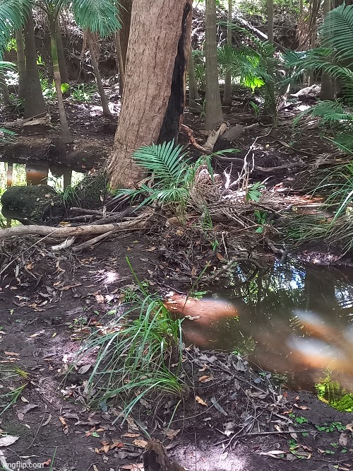 A dam we built to help control the flow of the creek | image tagged in frost | made w/ Imgflip meme maker