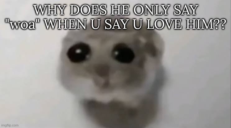 Sad Hampster | WHY DOES HE ONLY SAY "woa" WHEN U SAY U LOVE HIM?? | image tagged in sad hampster | made w/ Imgflip meme maker