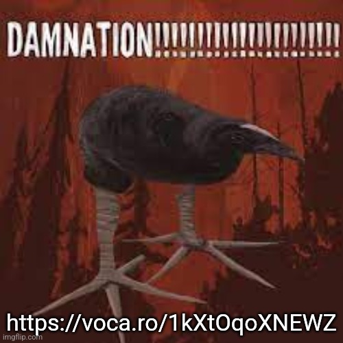 Damn Bird | https://voca.ro/1kXtOqoXNEWZ | image tagged in damn bird | made w/ Imgflip meme maker