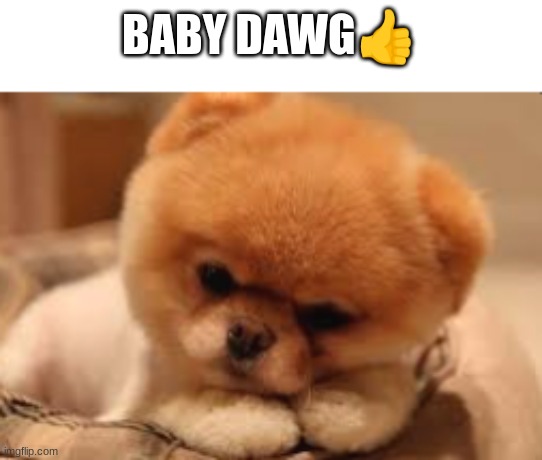 BABY DAWG👍 | image tagged in dog | made w/ Imgflip meme maker