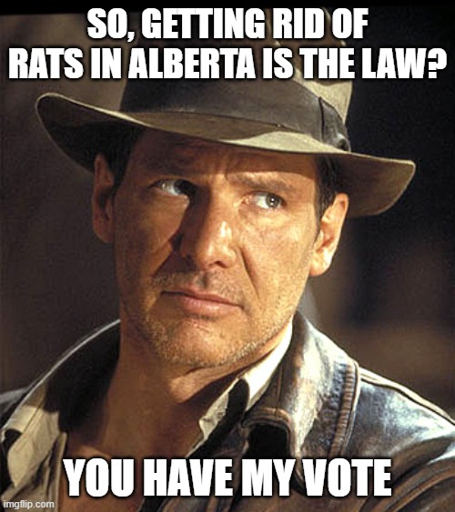 Rats? | SO, GETTING RID OF RATS IN ALBERTA IS THE LAW? YOU HAVE MY VOTE | image tagged in indiana jones | made w/ Imgflip meme maker