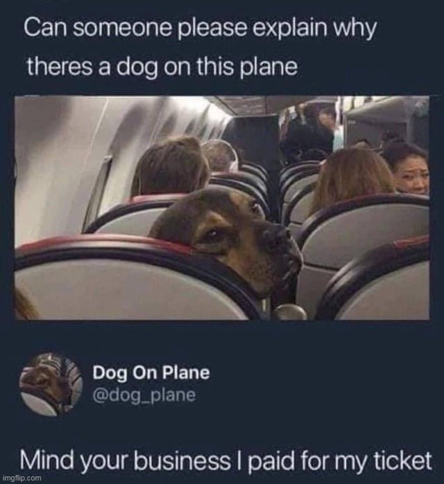DOGS ON PLANES?? | image tagged in memes,funny,dogs,animals,tweet | made w/ Imgflip meme maker
