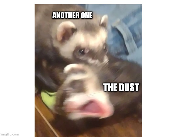 Ferrets :D | ANOTHER ONE; THE DUST | image tagged in ferret | made w/ Imgflip meme maker