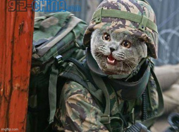Army Cat | image tagged in army cat | made w/ Imgflip meme maker