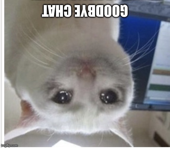 Sad cat | GOODBYE CHAT | image tagged in sad cat | made w/ Imgflip meme maker