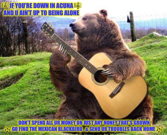 Bear Rocking Out !!!  \m/ | 🎼 IF YOU’RE DOWN IN ACUNA 🎼
AND U AIN’T UP TO BEING ALONE; DON’T SPEND ALL UR MONEY ON JUST ANY HONEY THAT’S GROWN

🎶 GO FIND THE MEXICAN BLACKBIRD , & SEND UR TROUBLES BACK HOME 🎶 | image tagged in bear with guitar | made w/ Imgflip meme maker