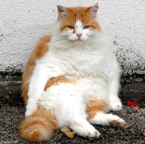 Chonky cat | image tagged in chonky cat | made w/ Imgflip meme maker