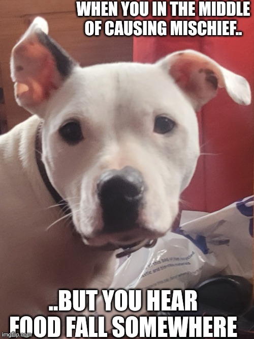 Dog heard food fall | WHEN YOU IN THE MIDDLE OF CAUSING MISCHIEF.. ..BUT YOU HEAR FOOD FALL SOMEWHERE | image tagged in dog heard food fall,dog,funny | made w/ Imgflip meme maker