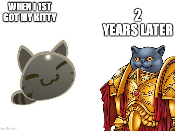 WHY? | 2 YEARS LATER; WHEN I 1ST GOT MY KITTY | image tagged in cat,lol,why,2 years later,rip | made w/ Imgflip meme maker