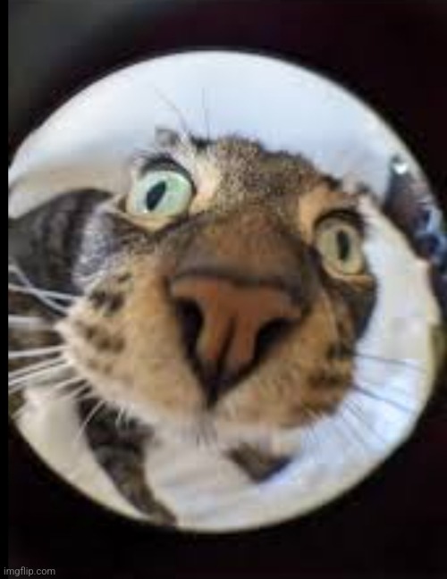 Will's honest reaction to seeing an eldritch horror that screams the death of all creation, giving an aura of desolateness and d | made w/ Imgflip meme maker