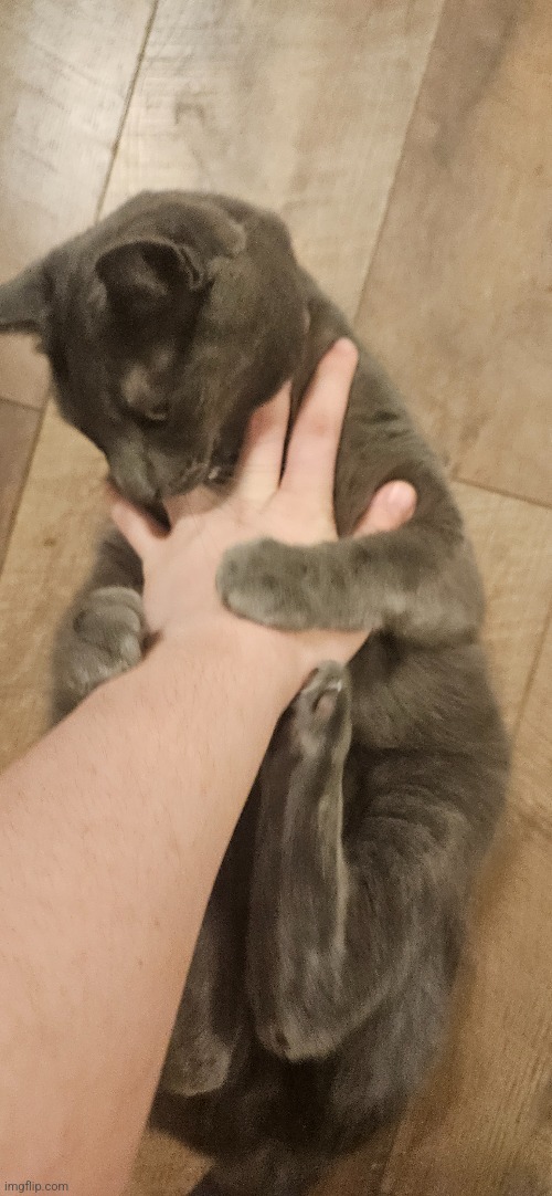 Guys my cat loves me (dear god why am I SO WHITE) | made w/ Imgflip meme maker