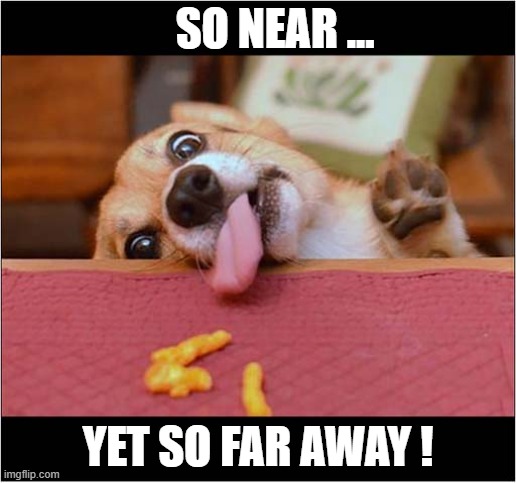 Almost ... | SO NEAR ... YET SO FAR AWAY ! | image tagged in dogs,free stuff | made w/ Imgflip meme maker