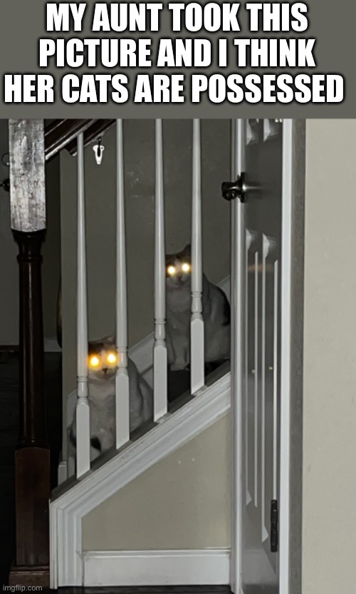 Somebody’s gonna die | MY AUNT TOOK THIS PICTURE AND I THINK HER CATS ARE POSSESSED | image tagged in cats | made w/ Imgflip meme maker