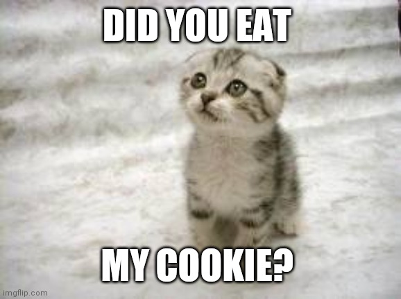 Eat my cookie? | DID YOU EAT; MY COOKIE? | image tagged in memes,sad cat,funny memes | made w/ Imgflip meme maker