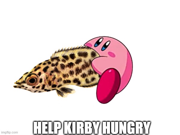 face reveal | HELP KIRBY HUNGRY | image tagged in face reveal,kirby,fish,i was bored | made w/ Imgflip meme maker