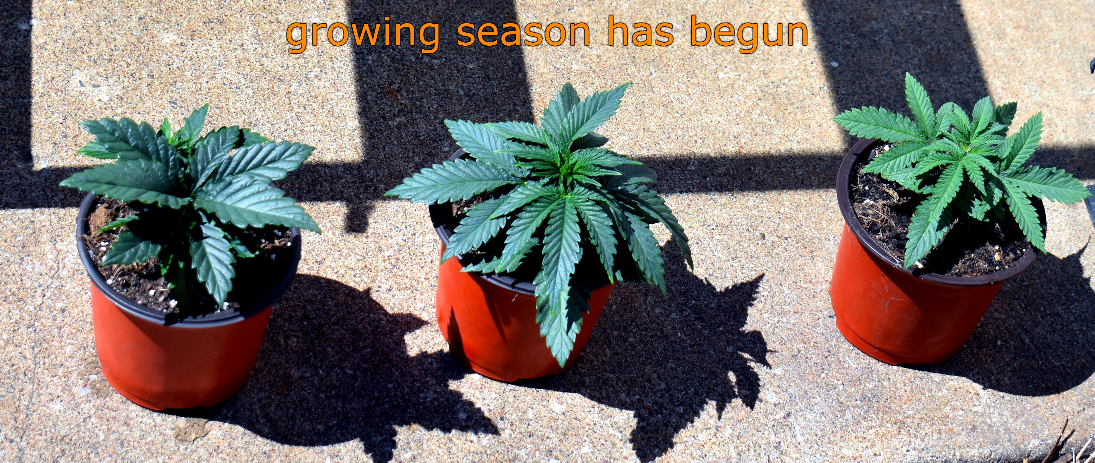 growing season has begun | made w/ Imgflip meme maker