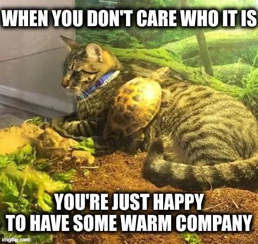 image tagged in cat,turtle,company | made w/ Imgflip meme maker