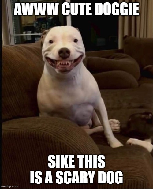 cute dog | AWWW CUTE DOGGIE; SIKE THIS IS A SCARY DOG | image tagged in dog | made w/ Imgflip meme maker