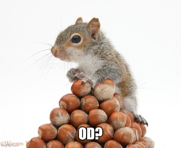 Gray Squirrel with pile of nuts | OD? | image tagged in gray squirrel with pile of nuts | made w/ Imgflip meme maker