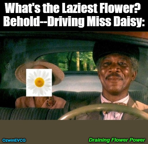 Draining Flower Power [NV] | What's the Laziest Flower? 

Behold--Driving Miss Daisy:; Draining Flower Power; OzwinEVCG | image tagged in movies,driver,references,flowers,morgan freeman,sundays with | made w/ Imgflip meme maker