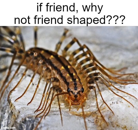 centipede | if friend, why not friend shaped??? | image tagged in memes,bugs | made w/ Imgflip meme maker