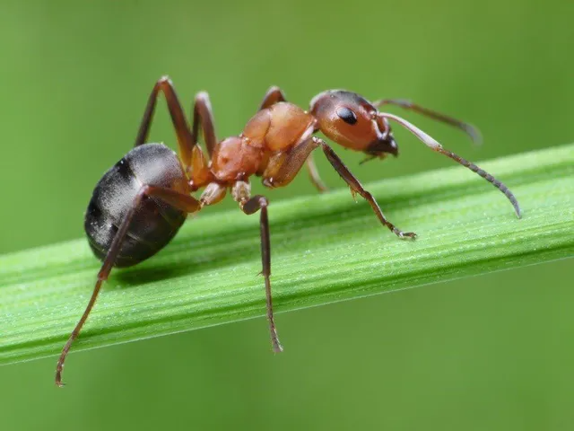 High Quality cool ant facts Blank Meme Template