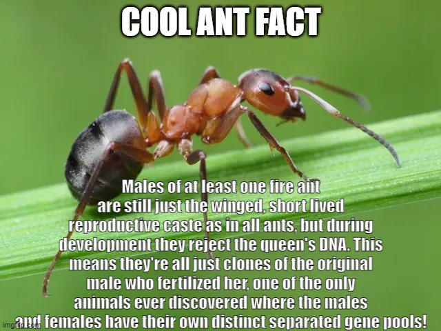 Cool Ant Fact | COOL ANT FACT; Males of at least one fire ant are still just the winged, short lived reproductive caste as in all ants, but during development they reject the queen's DNA. This means they're all just clones of the original male who fertilized her, one of the only animals ever discovered where the males and females have their own distinct separated gene pools! | image tagged in cool ant facts | made w/ Imgflip meme maker
