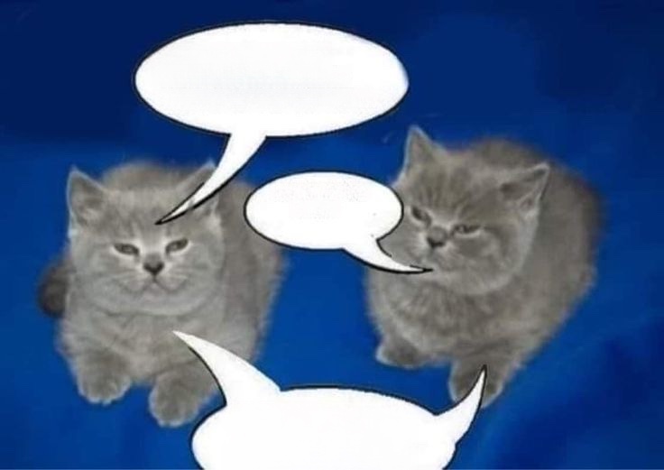 We’re cats Blank Meme Template