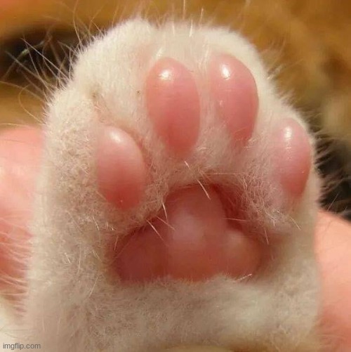 cat paw | image tagged in cat paw | made w/ Imgflip meme maker