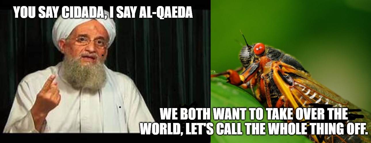 Cicadas | YOU SAY CIDADA, I SAY AL-QAEDA; WE BOTH WANT TO TAKE OVER THE WORLD, LET'S CALL THE WHOLE THING OFF. | image tagged in cicada | made w/ Imgflip meme maker