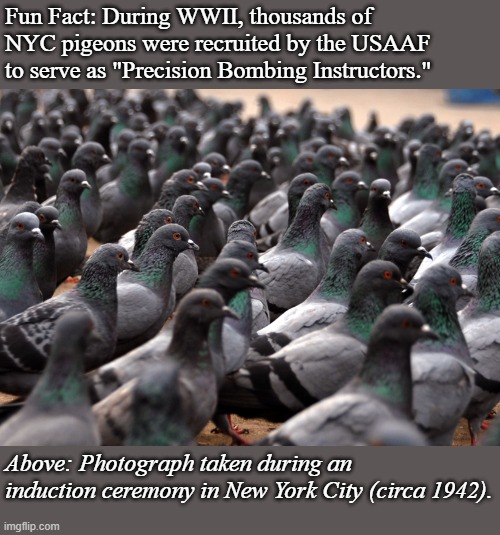 Pigeon War | Fun Fact: During WWII, thousands of NYC pigeons were recruited by the USAAF to serve as "Precision Bombing Instructors."; Above: Photograph taken during an induction ceremony in New York City (circa 1942). | image tagged in pigeon war,fun fact | made w/ Imgflip meme maker